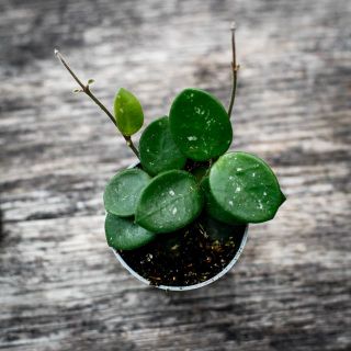 Hoya 'Mathilde' 6 cm