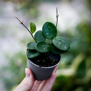 Hoya 'Mathilde' 6 cm