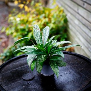 Hoya 'Silver Spot' 9 cm