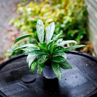 Hoya 'Silver Spot' 9 cm