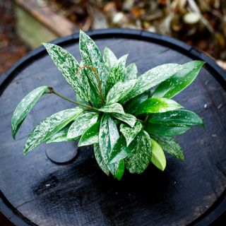 Hoya 'Silver Spot' 9 cm