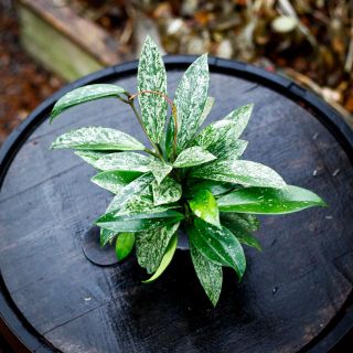 Hoya 'Silver Spot' 9 cm