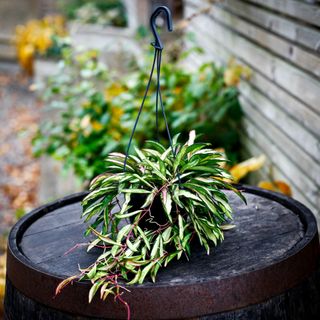 Hoya wayetii 'Variegata' i ampel 14 cm
