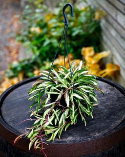 Hoya wayetii 'Variegata' i ampel 14 cm