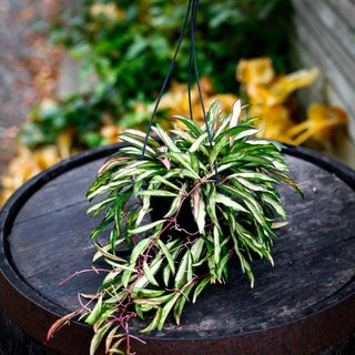 Hoya wayetii 'Variegata' i ampel 14 cm