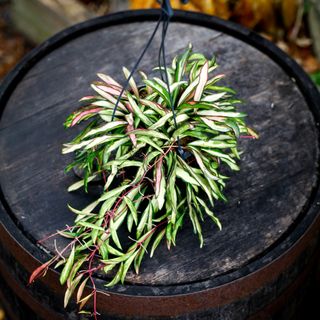 Hoya wayetii 'Variegata' i ampel 14 cm