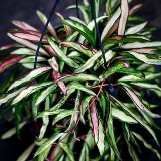 Hoya wayetii 'Variegata' i ampel 14 cm