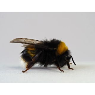 Humlor för pollinering – Humlebo för växthus, frukt och bär