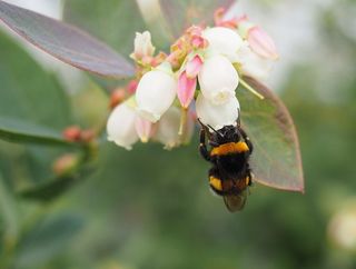 Humlor för pollinering – Humlebo för växthus, frukt och bär