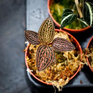 Juvelorkide - Olika färger