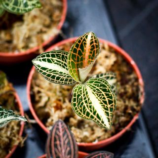 Juvelorkide - Olika färger