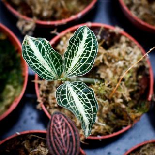 Juvelorkide - Olika färger