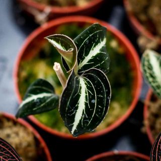 Juvelorkide - Olika färger