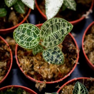 Juvelorkide - Olika färger