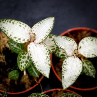 Juvelorkide - Olika färger