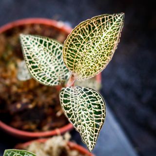 Juvelorkide - Olika färger