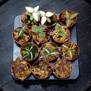 Juvelorkide - Olika färger