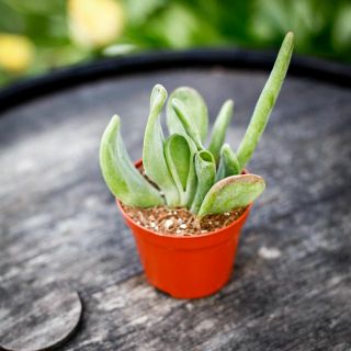 Kalanchoe 'Oricula' 8,5 cm
