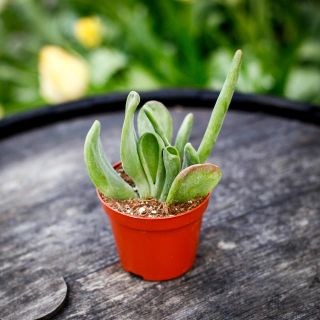 Kalanchoe 'Oricula' 8,5 cm