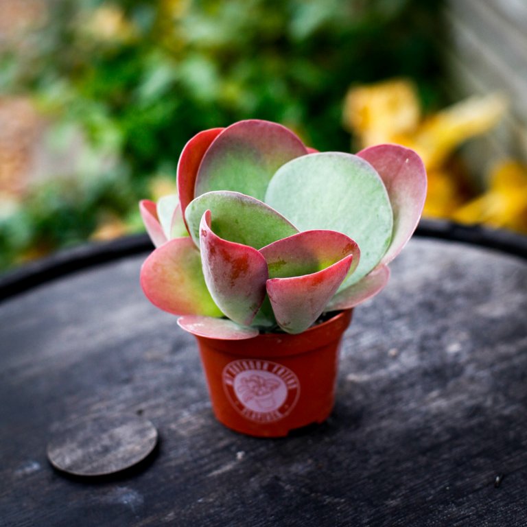 Kalanchoe thyrsiflora 10,5 cm