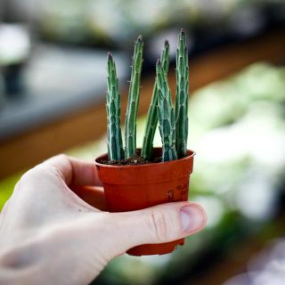 Kleinia stapeliiformis 5,5 cm