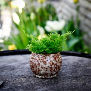 Minikruka 6 cm - Bruno