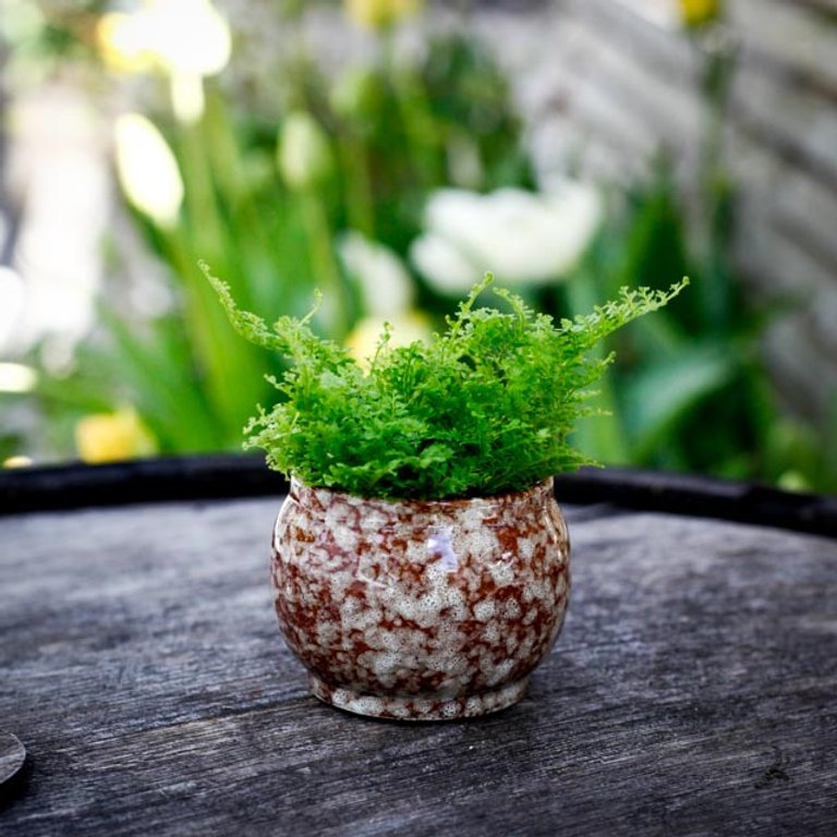 Minikruka Bruno 6 cm – Keramikkruka