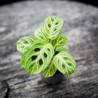 Maranta leuconeura 'Fantasy' 6 cm