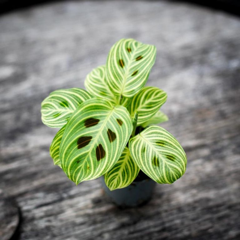 Maranta leuconeura 'Fantasy' 6 cm