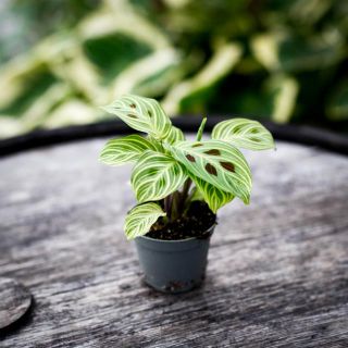 Maranta leuconeura 'Fantasy' 6 cm