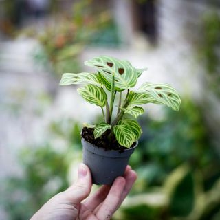 Maranta leuconeura 'Fantasy' 6 cm