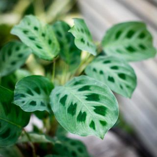 Maranta leuconeura ‘Kerchoveana' 12 cm