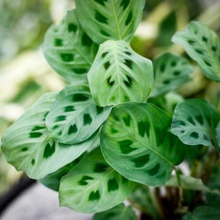 Maranta leuconeura ‘Kerchoveana' 12 cm