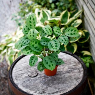 Maranta leuconeura ‘Kerchoveana' 12 cm