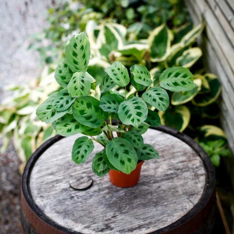 Maranta leuconeura ‘Kerchoveana' 12 cm