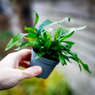 Microsorum pteropus - Javaormbunke