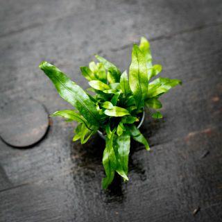 Microsorum pteropus - Javaormbunke