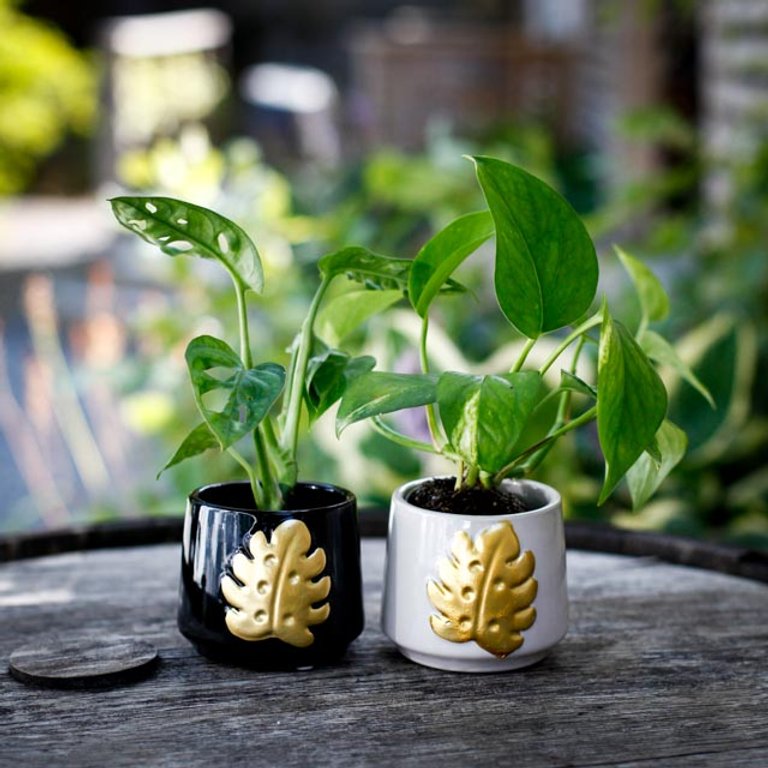 Minikruka Monstera Gold 6 cm – Keramikkruka med guldblad