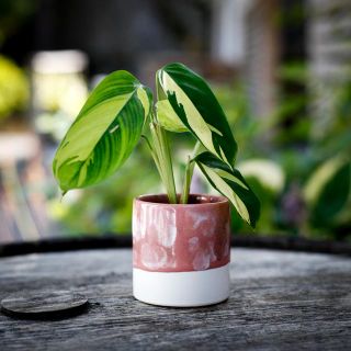 Minikruka Nerina 6 cm – Rosa och vit keramikkruka