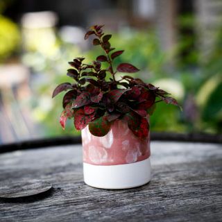 Minikruka Nerina 6 cm – Rosa och vit keramikkruka