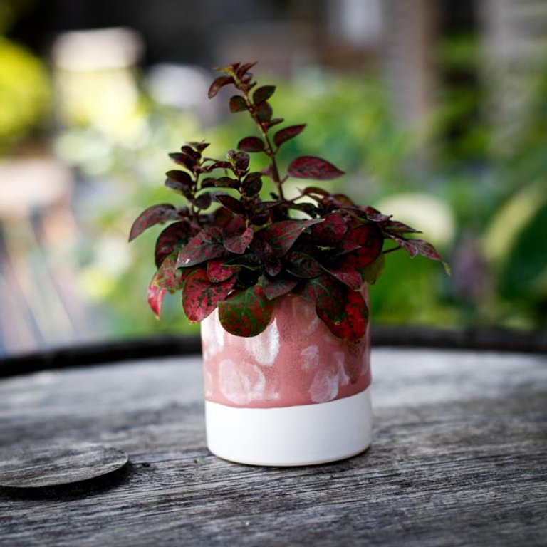Minikruka Nerina 6 cm – Rosa och vit keramikkruka
