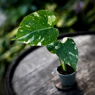 Monstera 'Thai Constellation'