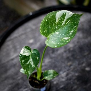 Monstera 'Thai Constellation'