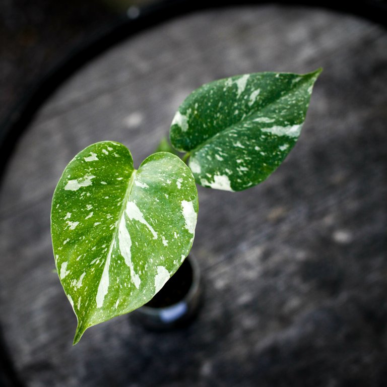 Monstera 'Thai Constellation' 6 cm