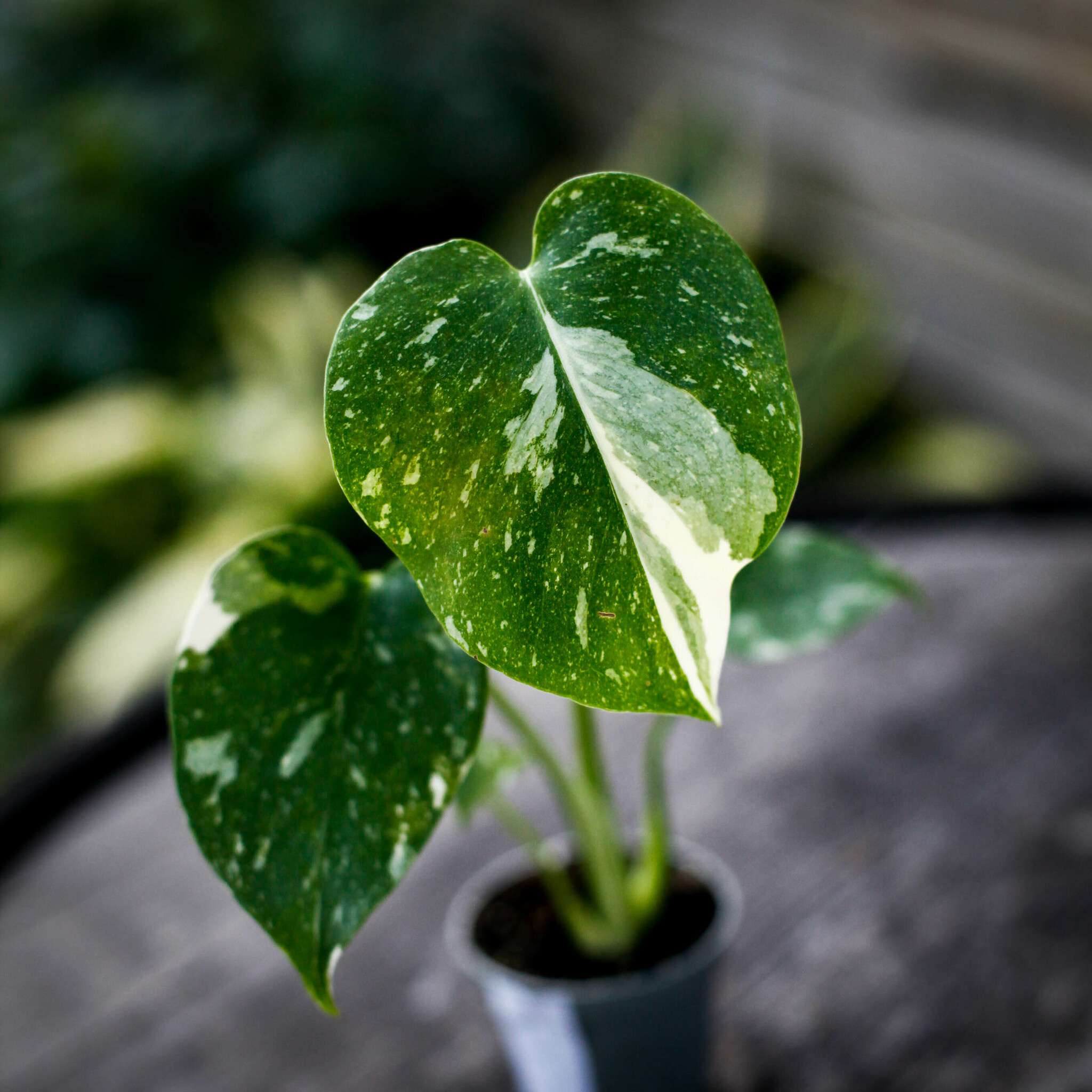 Närbild på Monstera Thai Constellation blad med ljus variegering