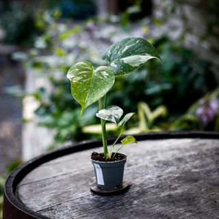 Monstera 'Thai Constellation'