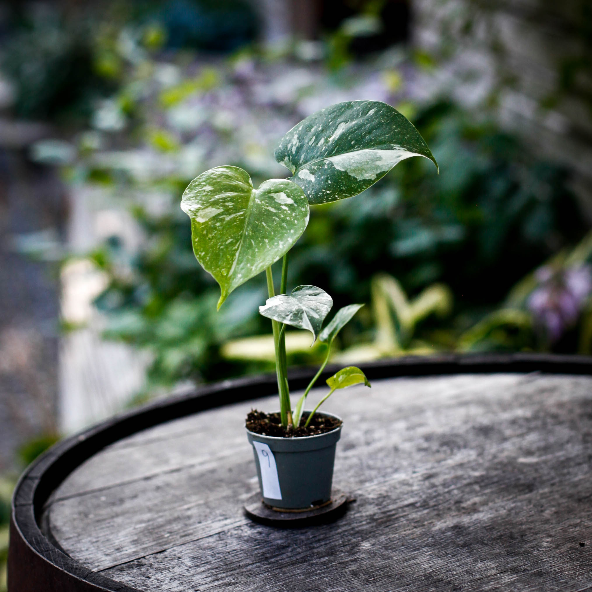 Monstera Thai Constellation i liten kruka med ljus variegering