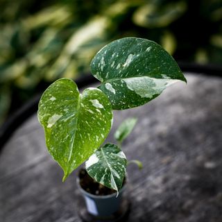 Monstera 'Thai Constellation'