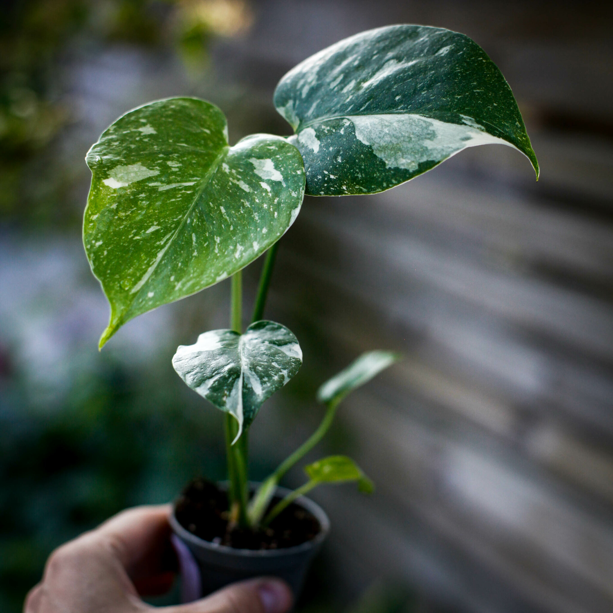 Monstera Thai Constellation med krämvit variegering på bladen