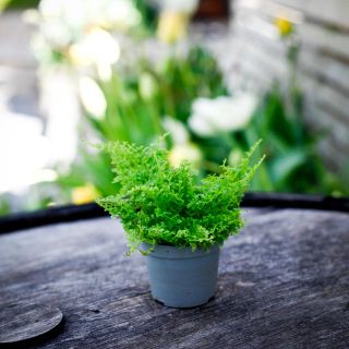 Nephrolepis 'Cotton Candy' 6 cm